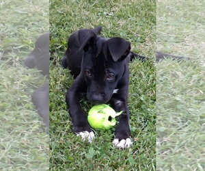 American Pit Bull Terrier-Labrador Retriever Mix Dogs for adoption in Germantown, OH, USA
