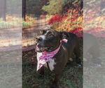 Small #2 American Staffordshire Terrier