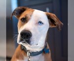 Small Photo #17 American Pit Bull Terrier-Australian Shepherd Mix Puppy For Sale in Kanab, UT, USA