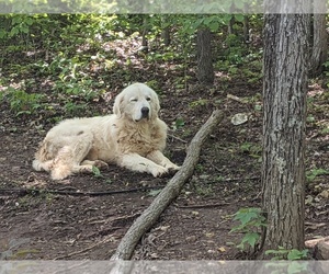 Father of the Maremma Sheepdog puppies born on 04/22/2021