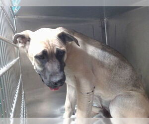 German Shepherd Dog-Unknown Mix Dogs for adoption in Downey, CA, USA