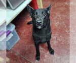 Small #6 Border Collie Mix