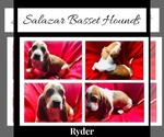 Small Photo #2 Basset Hound Puppy For Sale in WINCHESTER, OH, USA