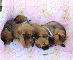 Small Photo #3 Puggle Puppy For Sale in CHARLOTT HALL, MD, USA