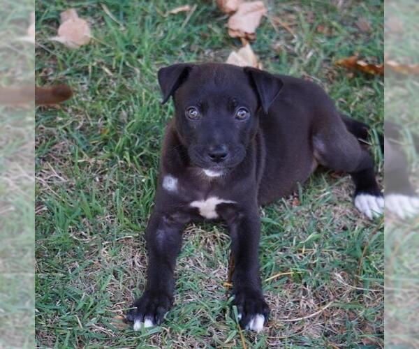 Medium Photo #4 Labrador Retriever-Unknown Mix Puppy For Sale in San Diego, CA, USA