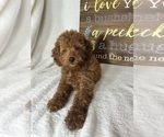 Small #3 Goldendoodle (Miniature)