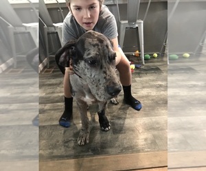 Great Dane Puppy for sale in DONOVAN, IL, USA