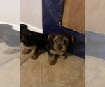 Small #7 Yorkshire Terrier
