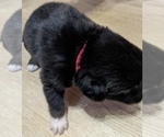 Small #3 F2 Aussiedoodle