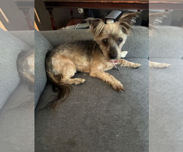 Medium Photo #1 Silky Terrier Puppy For Sale in Middlesex, NC, USA