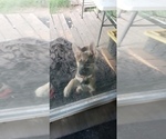 Small Photo #1 German Shepherd Dog Puppy For Sale in BRASHEAR, TX, USA
