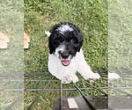 Small Photo #121 Aussiedoodle Puppy For Sale in ASHEVILLE, NC, USA