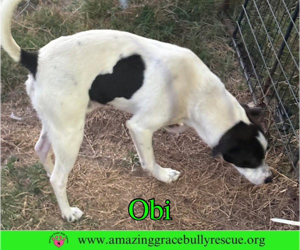 Medium Photo #4 Jack Russell Terrier-Unknown Mix Puppy For Sale in Milton, FL, USA