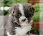 Small #3 Shih Tzu