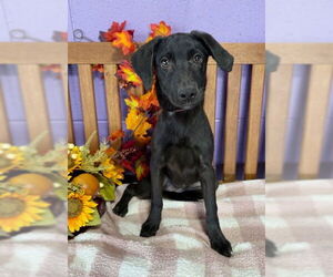 Mutt Dogs for adoption in Genesee, WI, USA