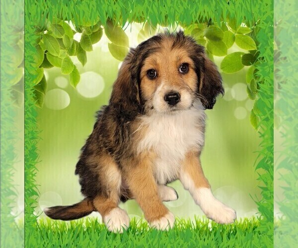 Medium Photo #141 Bernedoodle (Miniature) Puppy For Sale in BLACK FOREST, CO, USA