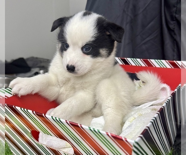 Medium Photo #9 Pomsky-Shiba Inu Mix Puppy For Sale in NASHUA, NH, USA