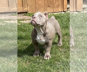American Bully Puppy for sale in MONROE, MI, USA