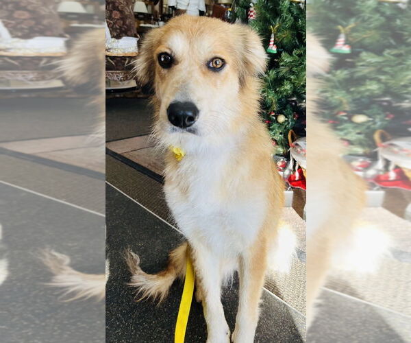 Medium Photo #2 Australian Retriever Puppy For Sale in Mundelein, IL, USA