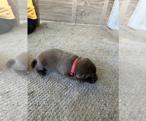 Medium Photo #1 Labrador Retriever Puppy For Sale in GOODSON, MO, USA