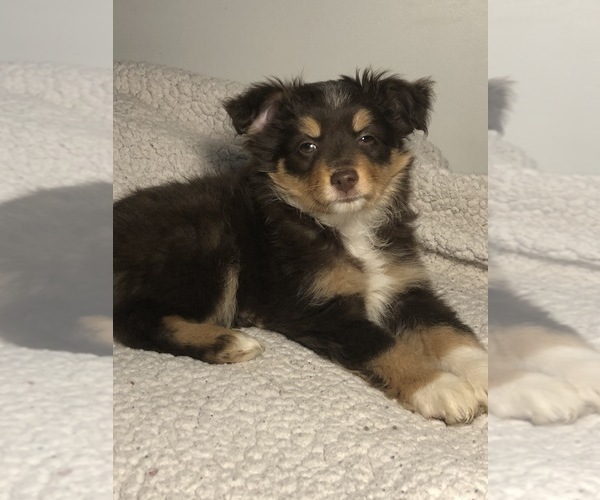 Medium Photo #2 Australian Shepherd Puppy For Sale in GLUCKSTADT, MS, USA