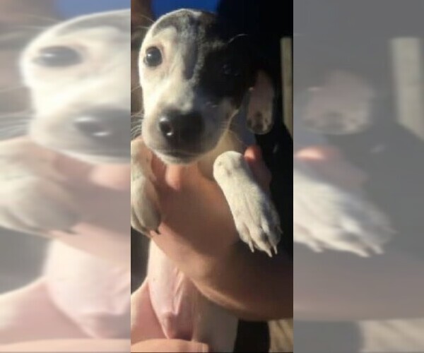 Medium Photo #1 Chihuahua-Unknown Mix Puppy For Sale in New York, NY, USA