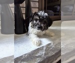 Small #6 Shih Tzu