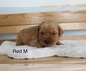 Golden Retriever Puppy for sale in GREENEVILLE, TN, USA