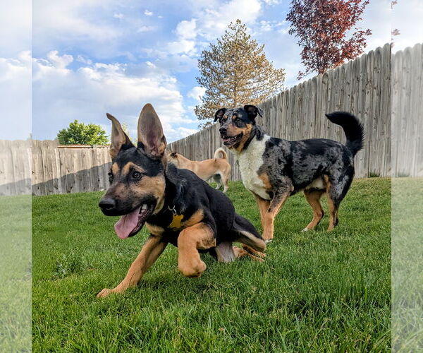 Medium Photo #11 German Shepherd Dog-Unknown Mix Puppy For Sale in Sandy, UT, USA