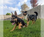 Small #10 German Shepherd Dog Mix
