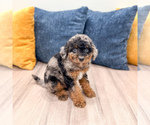 Small #2 Cavapoo (Miniature)
