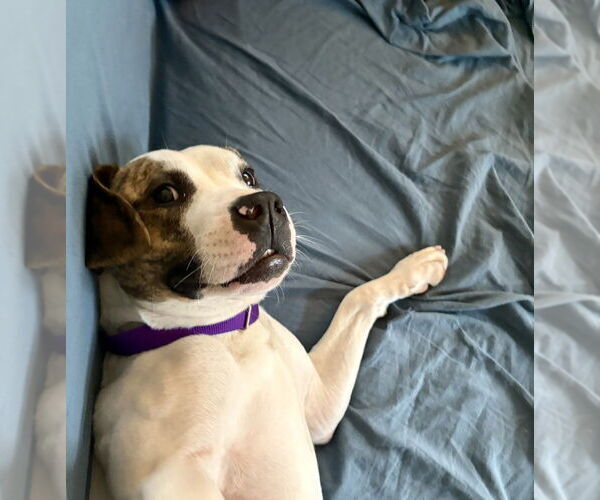 Medium Photo #4 Mutt Puppy For Sale in Bellingham, WA, USA