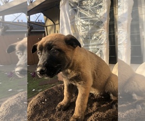Belgian Malinois Puppy for sale in SACRAMENTO, CA, USA