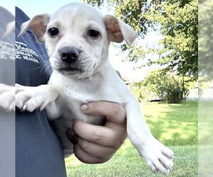 A661931 - Female Labrador Retriever-Unknown Mix Dog for Adoption - Photo #2
