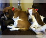 Small #2 Basset Hound