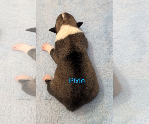 Medium Photo #2 Border Collie-Unknown Mix Puppy For Sale in Chinook, MT, USA