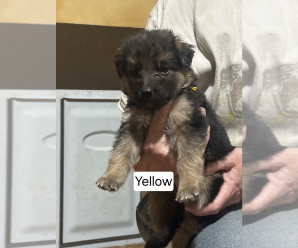 Medium Photo #2 German Shepherd Dog Puppy For Sale in LA FAYETTE, NY, USA