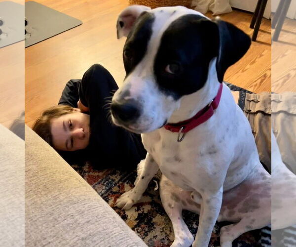 Medium Photo #7 Pointer-Unknown Mix Puppy For Sale in Woodbury, NY, USA