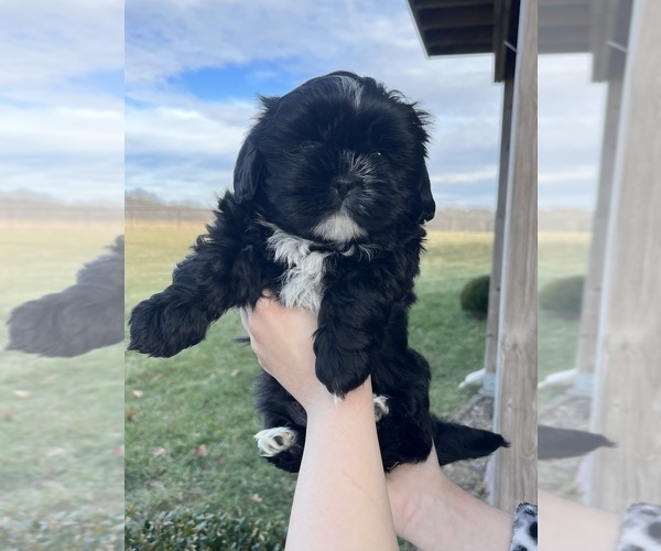 Medium Photo #1 Shih Tzu Puppy For Sale in LINWOOD, KS, USA