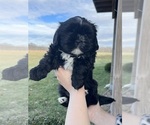 Small Photo #1 Shih Tzu Puppy For Sale in LINWOOD, KS, USA