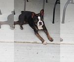 Small Photo #4 Boston Terrier Puppy For Sale in COLORADO SPGS, CO, USA