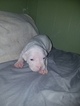 Small Photo #6 American Pit Bull Terrier Puppy For Sale in GRIFFIN, GA, USA