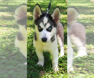 Siberian Husky Puppy for sale in FENTON, MO, USA