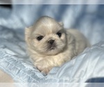 Image preview for Ad Listing. Nickname: Gwinnie