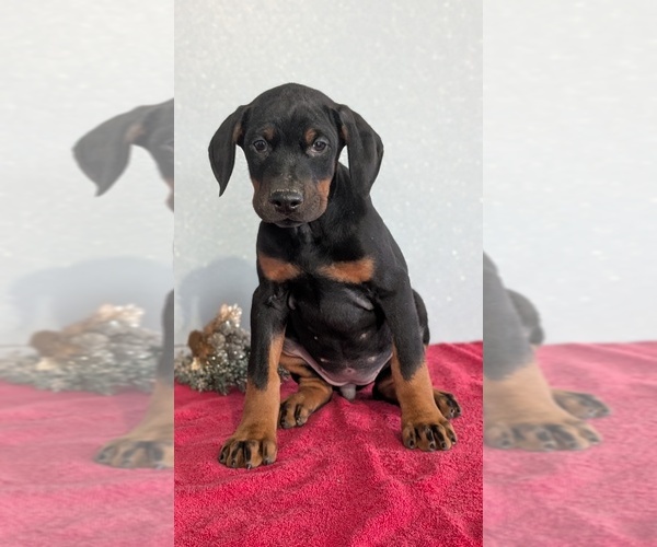 Medium Photo #75 Doberman Pinscher Puppy For Sale in GOSHEN, IN, USA
