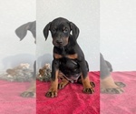 Small Photo #75 Doberman Pinscher Puppy For Sale in GOSHEN, IN, USA