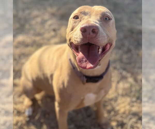 Medium Photo #3 American Pit Bull Terrier-Unknown Mix Puppy For Sale in Chico, CA, USA