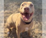Small #2 American Pit Bull Terrier Mix