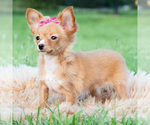 Small Photo #18 Chihuahua Puppy For Sale in WARSAW, IN, USA