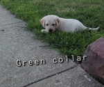 Small Photo #8 Labrador Retriever Puppy For Sale in DEARBORN, MO, USA